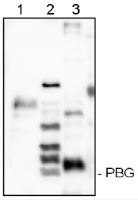 HemC | Porphobilinogen-Deaminase (PBG) in the group Antibodies Plant/Algal  / Photosynthesis  / Chlorophyll at Agrisera AB (Antibodies for research) (AS08 375)